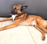 L'insufficienza pancreatica esocrina nel cane: sintomi, diagnosi e tarapia